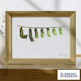 Monarch Pupation art print
