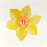 Daffodil art print
