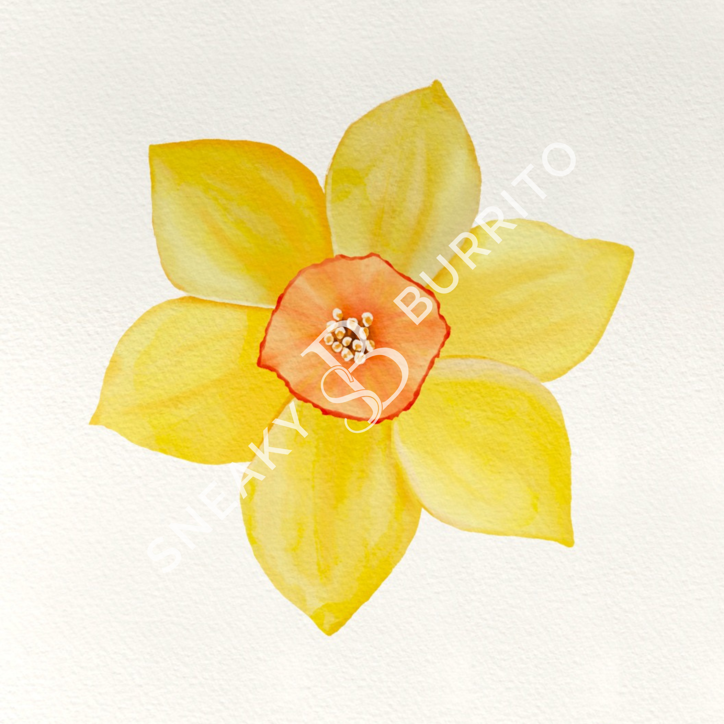 Daffodil art print